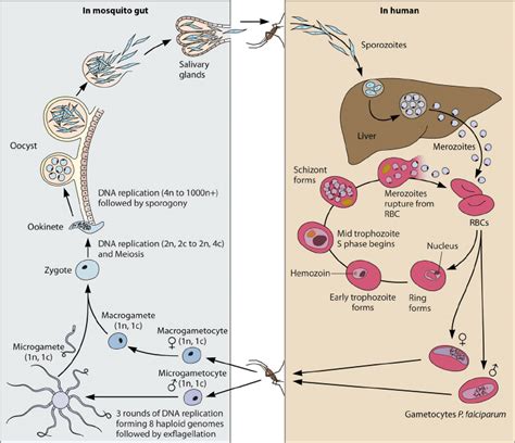 The Plasmodium life cycle. A malaria infection begins with the... | Download Scientific Diagram