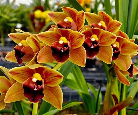 Cymbidium Caramel ´Black Lip´ blühfähige Pflanze NEW Orchidee Orchideen | eBay