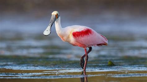 Where Can I See Roseate Spoonbills in Sarasota or Bradenton?