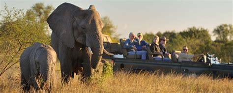 The Ultimate Guide to a South Africa Safari Experience | Go2Africa