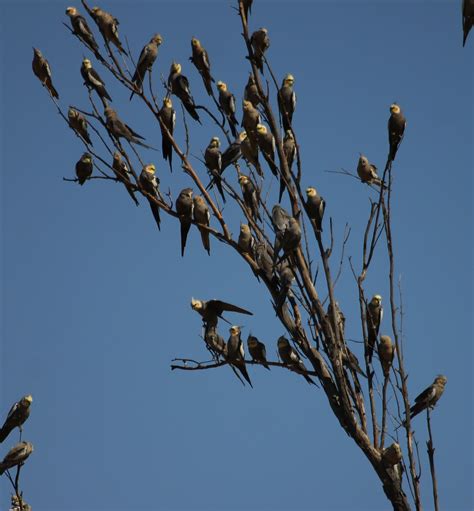 Richard Waring's Birds of Australia: 100s of Cockatiels - photos and videos