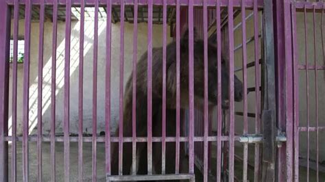 Two bears in Lebanon rescued from harsh zoo