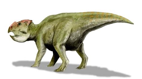 Udanoceratops tschizhovi. Dinosauria, Ornithischia, Cerapoda, Ceratopsia, Leptoceratopsidae ...