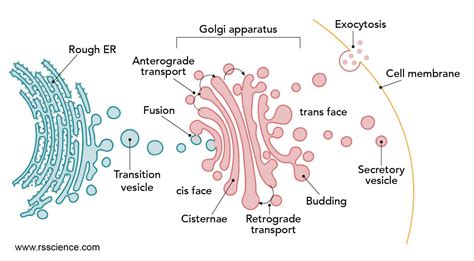 Endoplasmic reticulum - the cellular inter “NET” - definition, structure, function, and biology