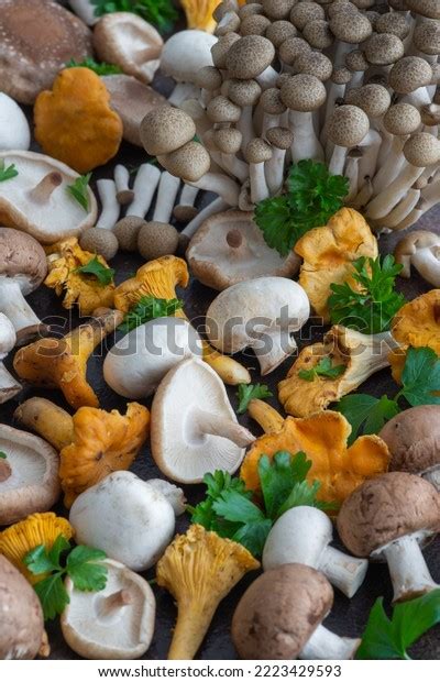 Varieties Edible Mushrooms Like Chanterelle Champignon Stock Photo 2223429593 | Shutterstock