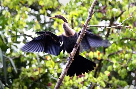 Cormorant - Description, Habitat, Image, Diet, and Interesting Facts