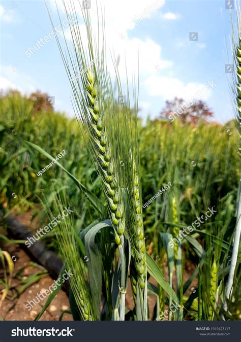 Wheat Spikelet Photography Wheat Inflorescence Compound Stock Photo 1919423117 | Shutterstock