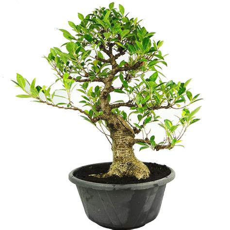 Comprar un Ejemplar de Bonsai 25 años Ficus Retusa | Portes Gratis.