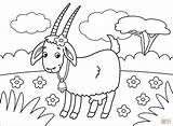 Goat Coloring Page Super Simple Images sketch template