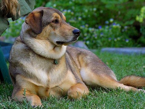 Large Brown Dog Portrait Free Stock Photo - Public Domain Pictures