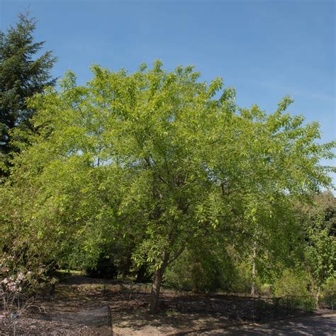 Black Cherry Trees for Sale at Arbor Day's Online Tree Nursery - Arbor ...