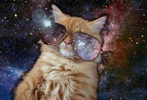 Cat with Sunglasses Wallpapers - Top Free Cat with Sunglasses Backgrounds - WallpaperAccess