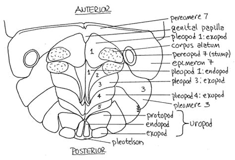 Isopod Anatomy - Anatomy Book