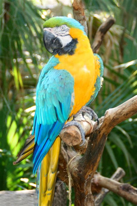 Blue-throated Macaw