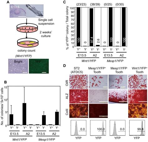 (A) Protocol of the CFU-F assays and fibroblastic colonies obtained ...