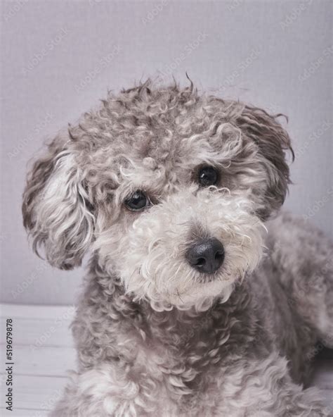 Cute poodle puppy - Silver poodle Stock Photo | Adobe Stock