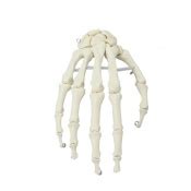 Erler-Zimmer Basic Hand Skeleton Model - LabWorld.co.uk
