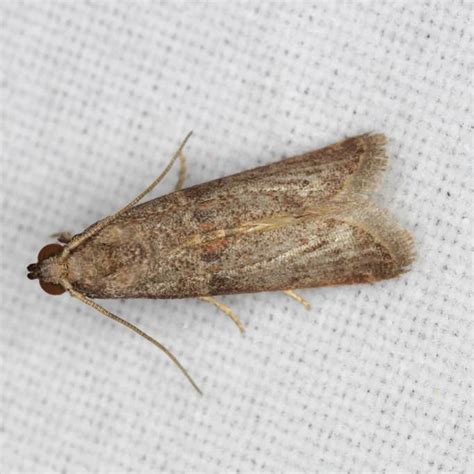 Grain Moth Identification & Info | Are There Grain Moths in NY?