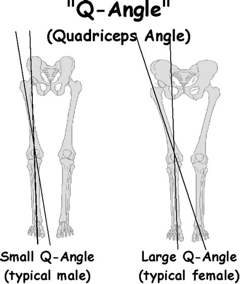 All About The Knee | Precision Nutrition