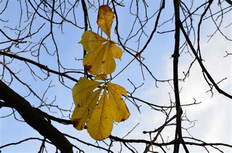 Yellow Autumn Leaves Free Stock Photo - Public Domain Pictures