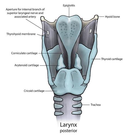 LARYNX: Anatomy and function and MCQs For NEET, GPAT, UGC NET JRF ...