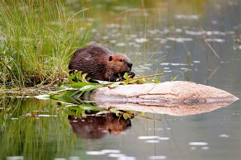 Wildlife Habitat Conservation In Canada | WWF.CA