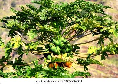 Hawaiian Papaya Tree Stock Photo 1029996001 | Shutterstock