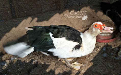 Hatching Muscovy Eggs - Oak Hill Homestead