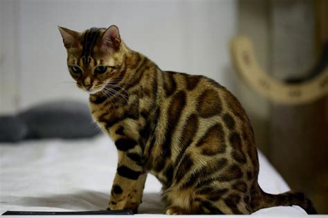 Are bengal cats hypoallergenic?