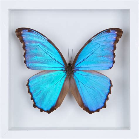 THE GIANT BLUE MORPHO BUTTERFLY FRAME (MORPHO DIDIUS) BUTTERFLY TAXIDE ...