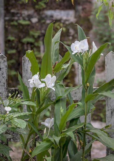 Cuba National Flower Information and Growing Tips | Balcony Garden Web