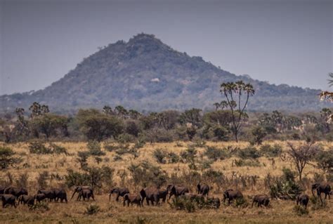 Safaris in Kenya's Meru National Park - Journeys by Design