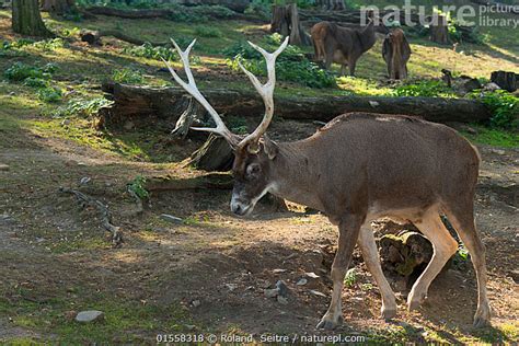 Nature Picture Library Thorold's deer (Przewalskium albirostris / Cervus albirostris) captive in ...