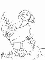 Puffin Coloring Pages For Kids Coloring sketch template