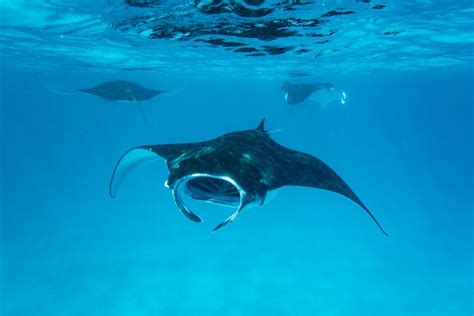 The Mantas of the Maldives