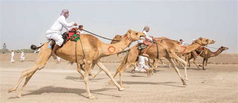 Traditional sports in UAE: Falconry, Archery & More - MyBayut