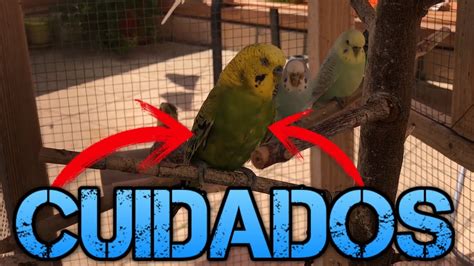 Cuidados Básicos Del Periquito Australiano "Melopsittacus undulatus"-Rincon animal - YouTube