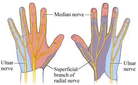 Hand Anatomy and Function | Bone and Spine