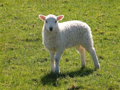 What's The Difference Between a Lamb vs Sheep - Joy of Animals