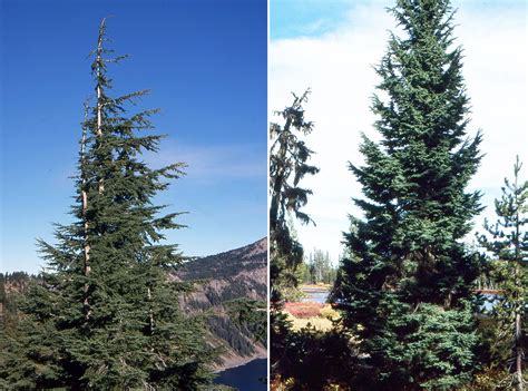 Tsuga mertensiana | Landscape Plants | Oregon State University