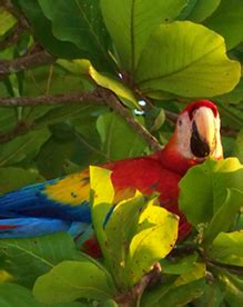 Tamarindo Wildlife refuge and Las Baulas National Park, Costa Rica | Specialize in family vacations