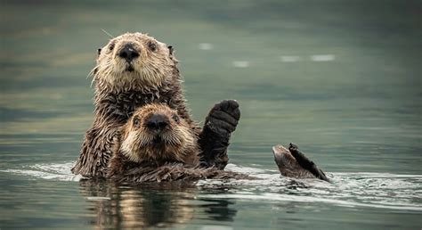 Wild Planet Adventures | Alaska | 7 Day Glacier Bay Wildlife By Wings Alaska