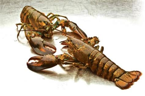 How to Breed Freshwater Lobsters