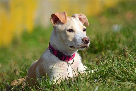 Whippet Mixed Breeds