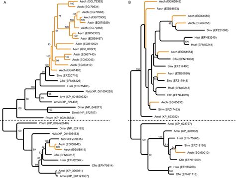 The genome of the leaf-cutting ant Acromyrmex echinatior suggests key adaptations to advanced ...
