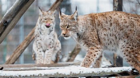 Goldman Environmental Prize: Campaigner protecting endangered lynx wins ...