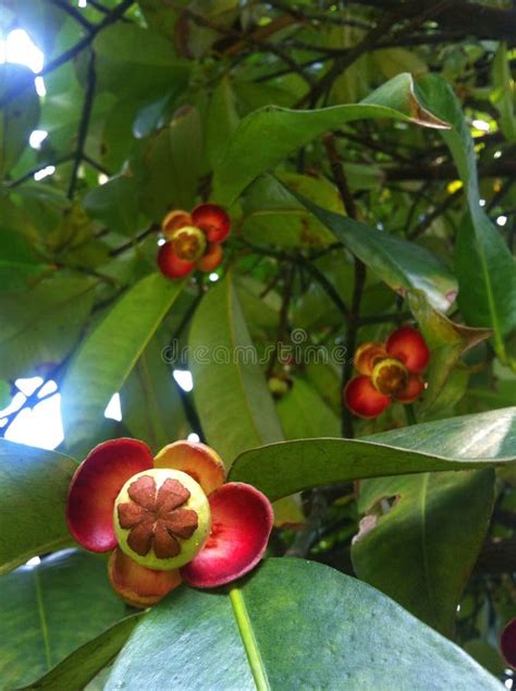 Mangosteen tree stock image. Image of fruit, green, young - 43231383