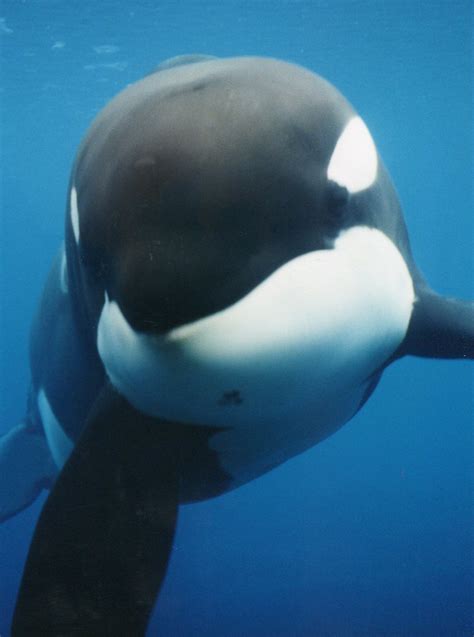 Keiko the orca at the Oregon Coast Aquarium | Please credit … | Flickr