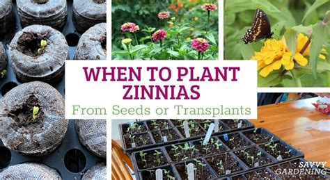 When to Plant Zinnias: 3 Options for Months of Beautiful Blooms