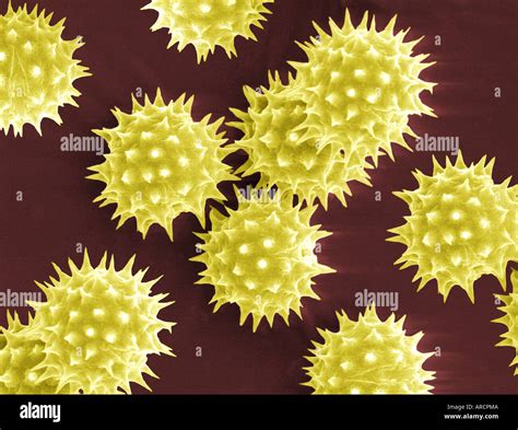 Pollen Scanning Electron Microscope Images Micropedia